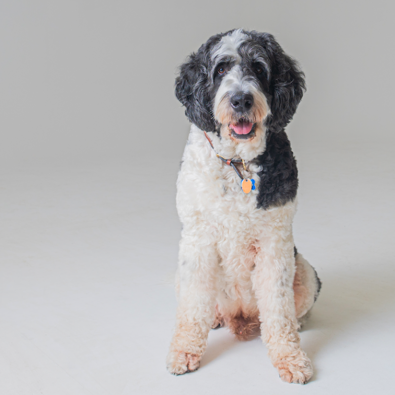 Satchel dog portrait